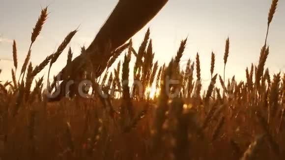 农民的手在日落时碰到麦穗日落时麦田里的农夫农业概念农业视频的预览图