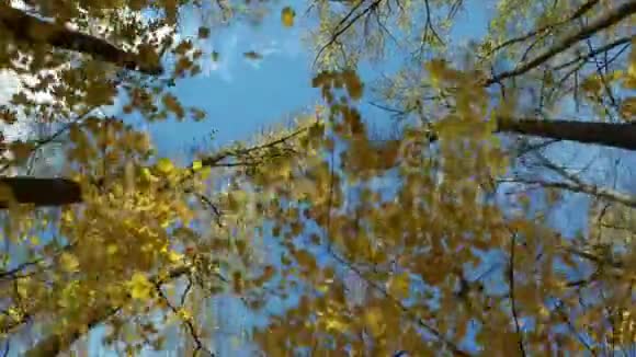 漫步秋林视频的预览图