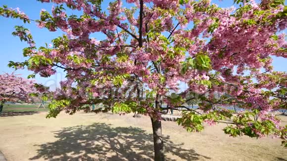 春天的花朵系列樱桃小簇簇的樱花在微风中蓝天背景视频的预览图