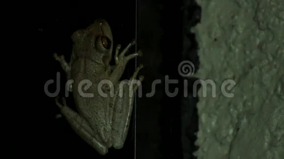 夜间门廊内的树蛙视频的预览图