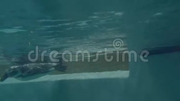 洪堡企鹅在水下视频的预览图