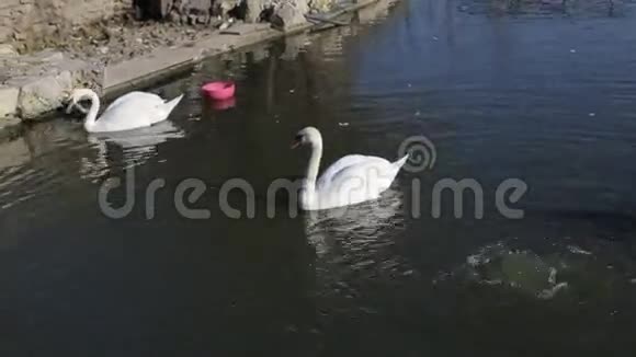 一只白天鹅在湖中的暗水上游泳视频的预览图