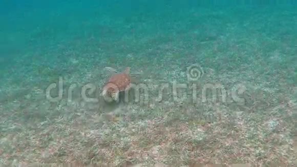 小绿海龟在草地上游泳视频的预览图