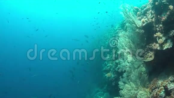 珊瑚礁边缘的灰礁鲨鱼4k视频的预览图