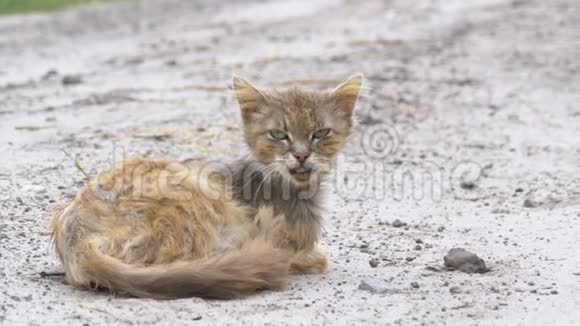 无家可归的灰猫饥寒病倒坐在村街上的一条乡村道路上视频的预览图