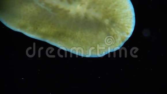 海洋扁虫扁虫在玻璃上爬行视频的预览图