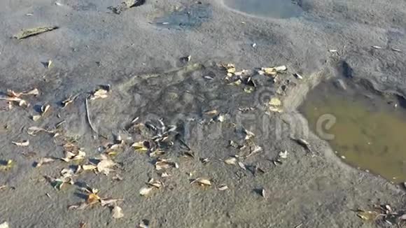 枯死的鱼在带泥的干塘和排水的养殖塘里浅地上的鲈鱼蟑螂和其他鱼体视频的预览图