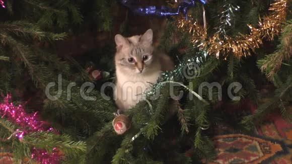 猫坐在圣诞树下洗澡视频的预览图