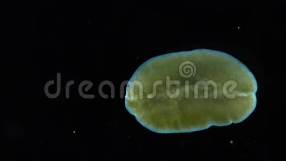 海洋扁虫扁虫在玻璃上爬行视频的预览图