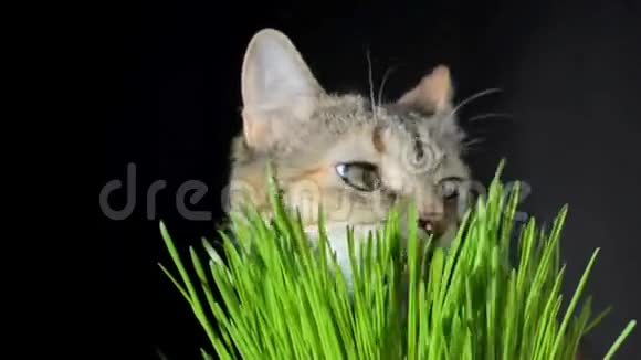 猫吃新鲜的青草视频的预览图