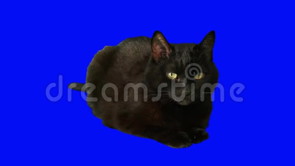 特写一只英俊的黑猫孤立视频的预览图