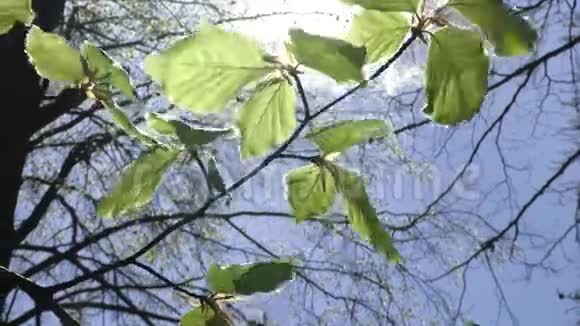 树和树叶对抗蓝天自然开始开花春天视频的预览图