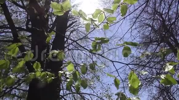 树和树叶对抗蓝天自然开始开花春天视频的预览图