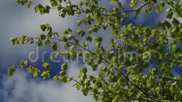 树和树叶对抗蓝天自然开始开花春天视频的预览图