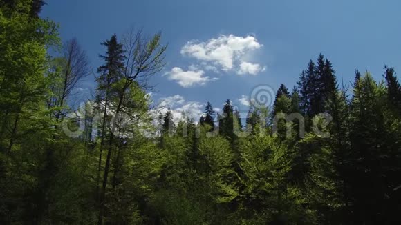 树和树叶对抗蓝天自然开始开花春天视频的预览图