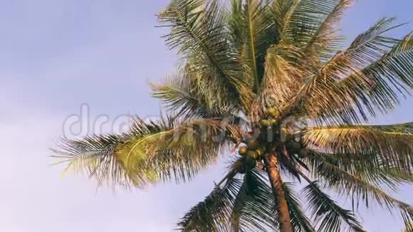 蓝天上的椰子棕榈树天堂热带岛屿背景泰国4K视频的预览图