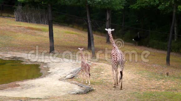 长颈鹿妈妈和夏天公园的幼崽视频的预览图