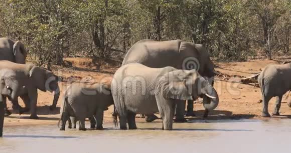 非洲大象饮用水南非视频的预览图