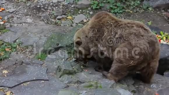 大棕熊吃蔬菜视频的预览图