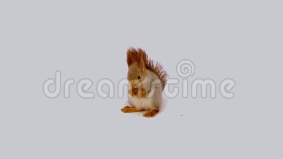 松鼠在白色背景下吃坚果视频的预览图