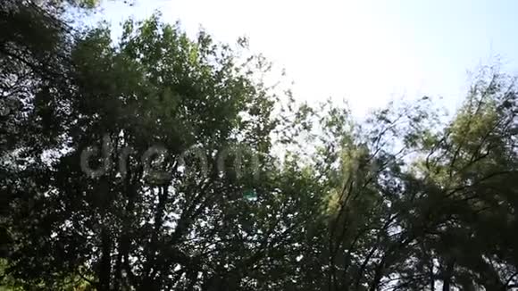 阳光透过树枝照射进来视频的预览图