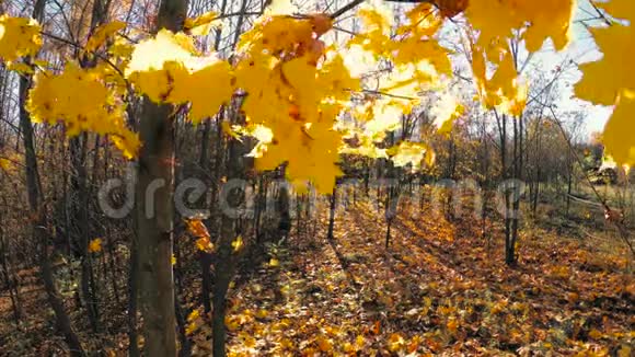 黄色的树叶在风中映衬着蓝天视频的预览图