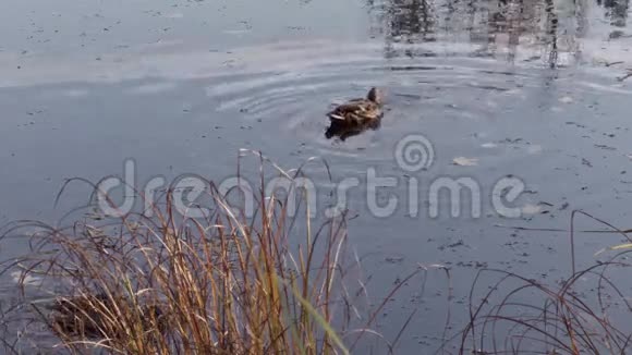 两只鸭子在河或池塘里游泳视频的预览图
