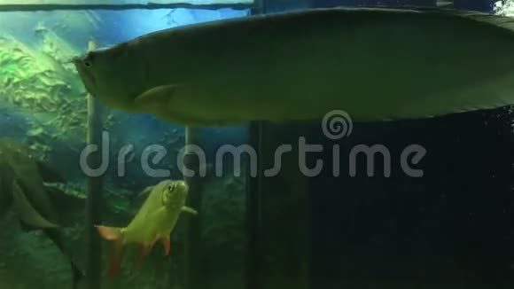 龟头鱼是一种鱼类视频的预览图