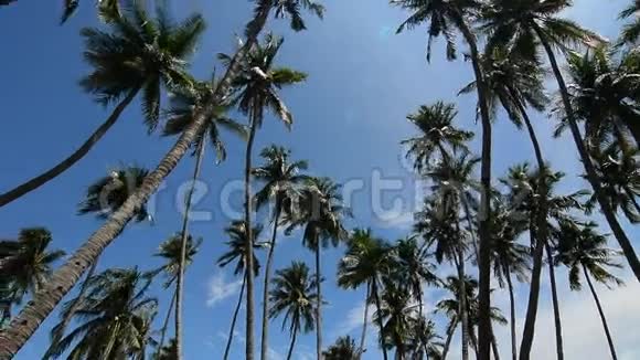 晴天的棕榈树顶视频的预览图