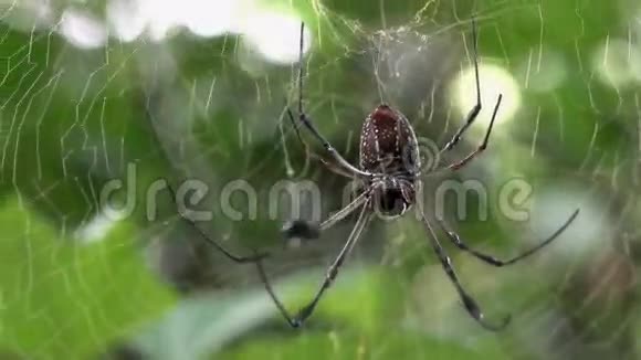 古巴农村蜘蛛网中的蜘蛛网视频的预览图