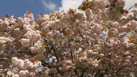 日本樱桃花抬头视频的预览图