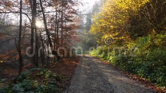 镜头移动在林中的路上阳光透过树叶照耀视频的预览图