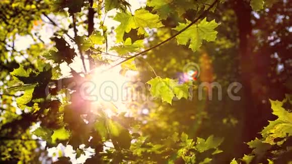 绿色的秋叶在傍晚的阳光下视频的预览图