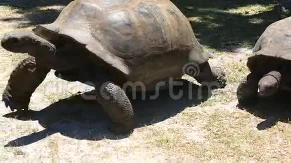 奥达布拉大龟去旅游视频的预览图