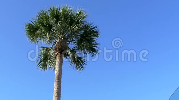 佛罗里达州棕榈树的低角与晴朗的蓝天4K视频的预览图