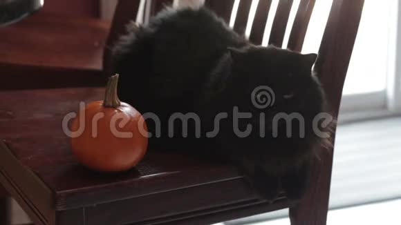 坐在小南瓜旁边的黑猫视频的预览图