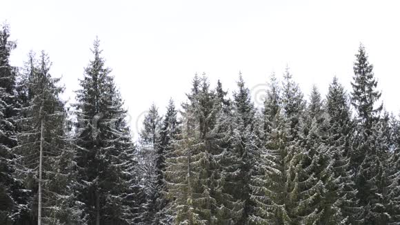 雪落在绿杉树的背景上视频的预览图