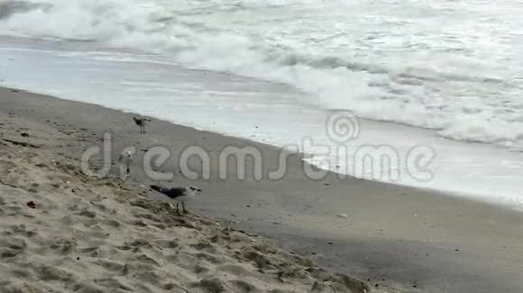 海鸥和蛇躲避海浪4K视频的预览图