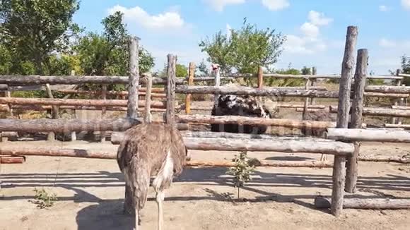 早秋鸵鸟走在乌克兰一个村庄的鸵鸟农场的木栅栏后面视频的预览图