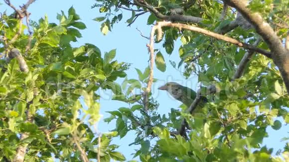 在热带雨林中的树上排列的芭比鸟视频的预览图