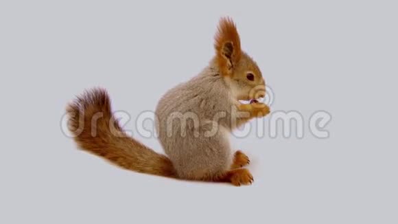 松鼠在白色背景下吃坚果视频的预览图