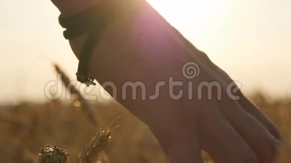 雄性的手在田里移动着小麦年轻人穿过麦田后视男人走过视频的预览图