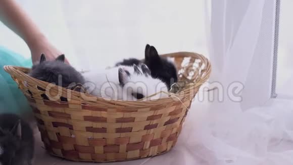 小装饰白兔坐进篮子里复活节庆典视频的预览图