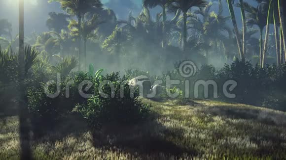 失事的飞机位于棕榈树和热带植被中间的丛林中视频的预览图