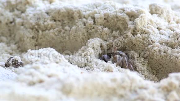 马达加斯加鬼蟹在海滩上挖洞视频的预览图