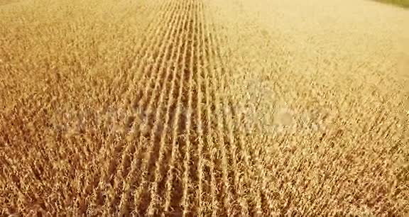 田野玉米在农村的草地上大自然的理念视频的预览图