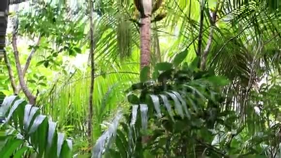 巴莱马伊自然保护区视频的预览图