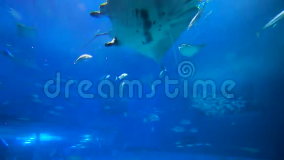 鱼学院石礁鲸鲨视频的预览图