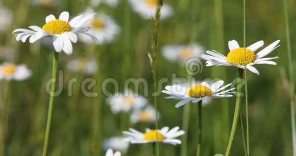 春风中草地上的白色玛格丽特或雏菊花视频的预览图