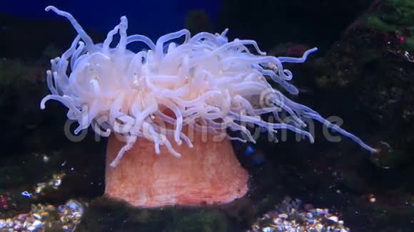 海葵是一种捕食性动物视频的预览图